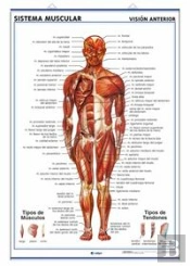 Lamina Sistema Muscular, Vision Ventral Y Dorsal 