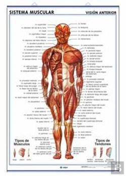 Bertrand.pt - Lamina Sistema Muscular, Vision Ventral Y Dorsal 