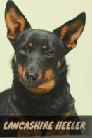 Lancashire Heeler