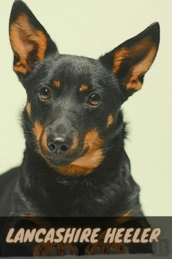 Bertrand.pt - Lancashire Heeler
