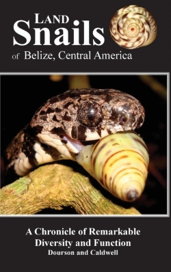 Bertrand.pt - Land Snails Of Belize, Central America