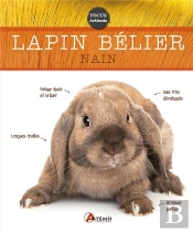 Lapin Bélier Nain