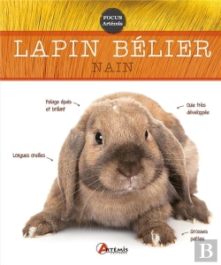 Bertrand.pt - Lapin Bélier Nain