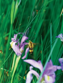 Bertrand.pt - Large Wild Blue Iris Journal