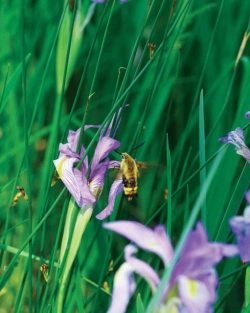 Bertrand.pt - Large Wild Blue Iris Journal