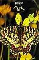 Las Mariposas Al Sur De La Comunidad De Madrid