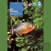 Las Pirañas: Anatomía, Alimentación, Reproducción, Enfermedades, Cría En Acuario