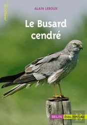 Le Busard Cendré