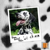 Le Chien