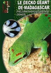 Le Gecko Géant De Madagascar