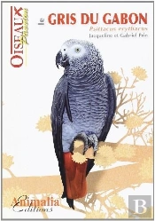 Le Gris Du Gabon - Psittacus Erythacus