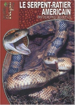 Bertrand.pt - Le Serpent-Ratier Américain - Pantherophis Obsoletus, Elaphe Obsoleta