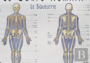 Le Squelette