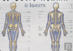Bertrand.pt - Le Squelette