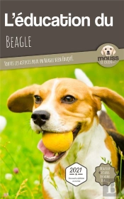L'Éducation Du Beagle : Toutes Les Astuces Pour Un Beagle Bien Éduqué