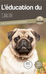 L'Education Du Carlin : Toutes Les Astuces Pour Un Carlin Bien Éduqué