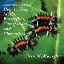 Bertrand.pt - Lepidopteran Zoology