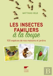 Les Insectes Familiers À La Loupe