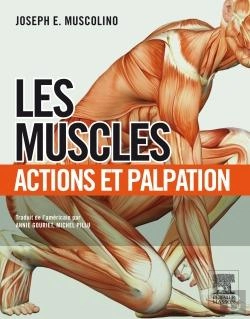 Bertrand.pt - Les Muscles ; Actions Et Palpation
