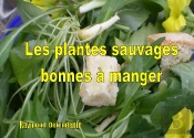 Les Plantes Sauvages Bonnes À Manger