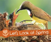 Let'S Look At Spring