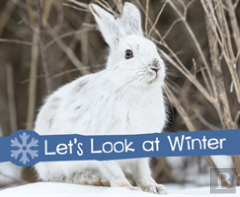 Let'S Look At Winter