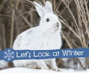 Let'S Look At Winter