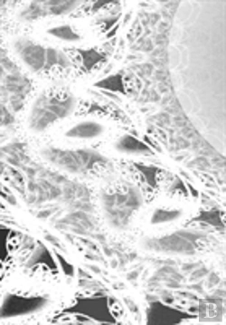 Bertrand.pt - Letters To Myself Journal - Black And White Wedding Lace