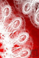 Letters To Myself Journal - White Lace On Red Metal