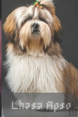Bertrand.pt - Lhasa Apso