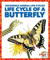 Life Cycle Of A Butterfly