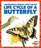 Life Cycle Of A Butterfly
