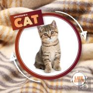Life Cycle Of A Cat