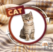 Life Cycle Of A Cat