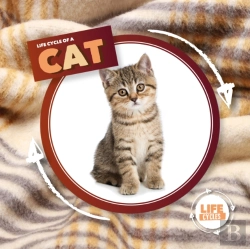 Bertrand.pt - Life Cycle Of A Cat