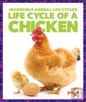 Life Cycle Of A Chicken
