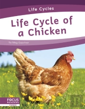 Life Cycle Of A Chicken