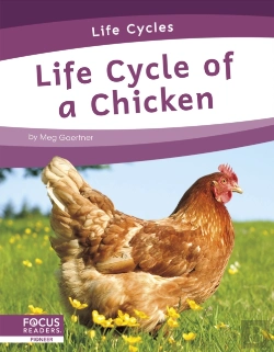 Bertrand.pt - Life Cycle Of A Chicken