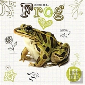 Life Cycle Of A Frog
