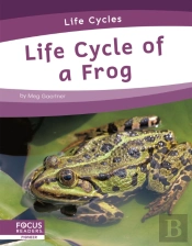 Life Cycle Of A Frog