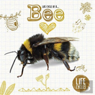 Life Cycle Of A Honeybee