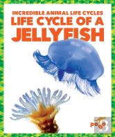 Life Cycle Of A Jellyfish