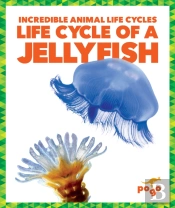 Life Cycle Of A Jellyfish