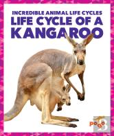 Life Cycle Of A Kangaroo