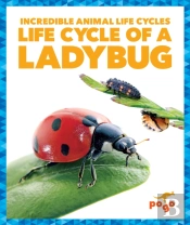 Life Cycle Of A Ladybug