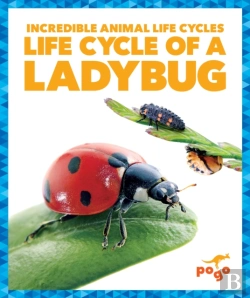 Bertrand.pt - Life Cycle Of A Ladybug