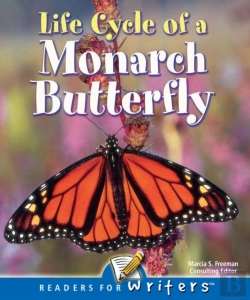 Bertrand.pt - Life Cycle Of A Monarch Butterfly