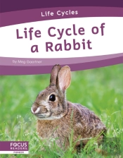 Life Cycle Of A Rabbit