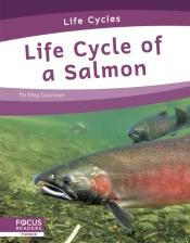 Life Cycle Of A Salmon