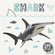 Life Cycle Of A Shark